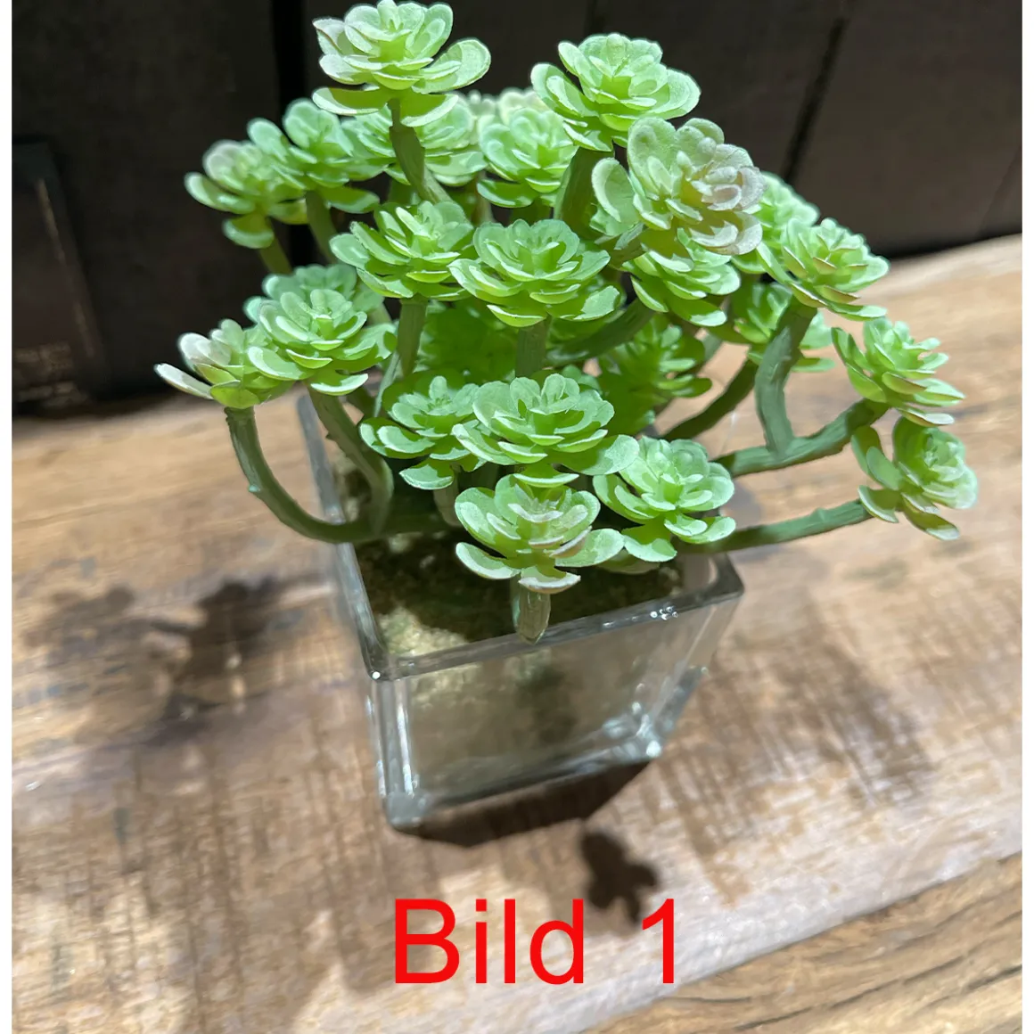 Deko Kunstpflanze Sukkulente im im Glas, Sukkulente wie echt, Sukkulente im Erdballen