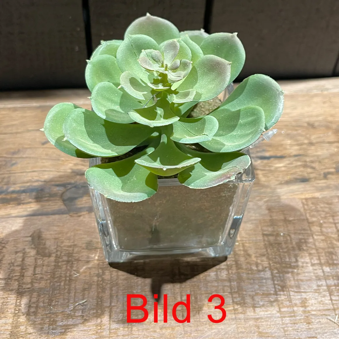 Deko Kunstpflanze Sukkulente im im Glas, Sukkulente wie echt, Sukkulente im Erdballen