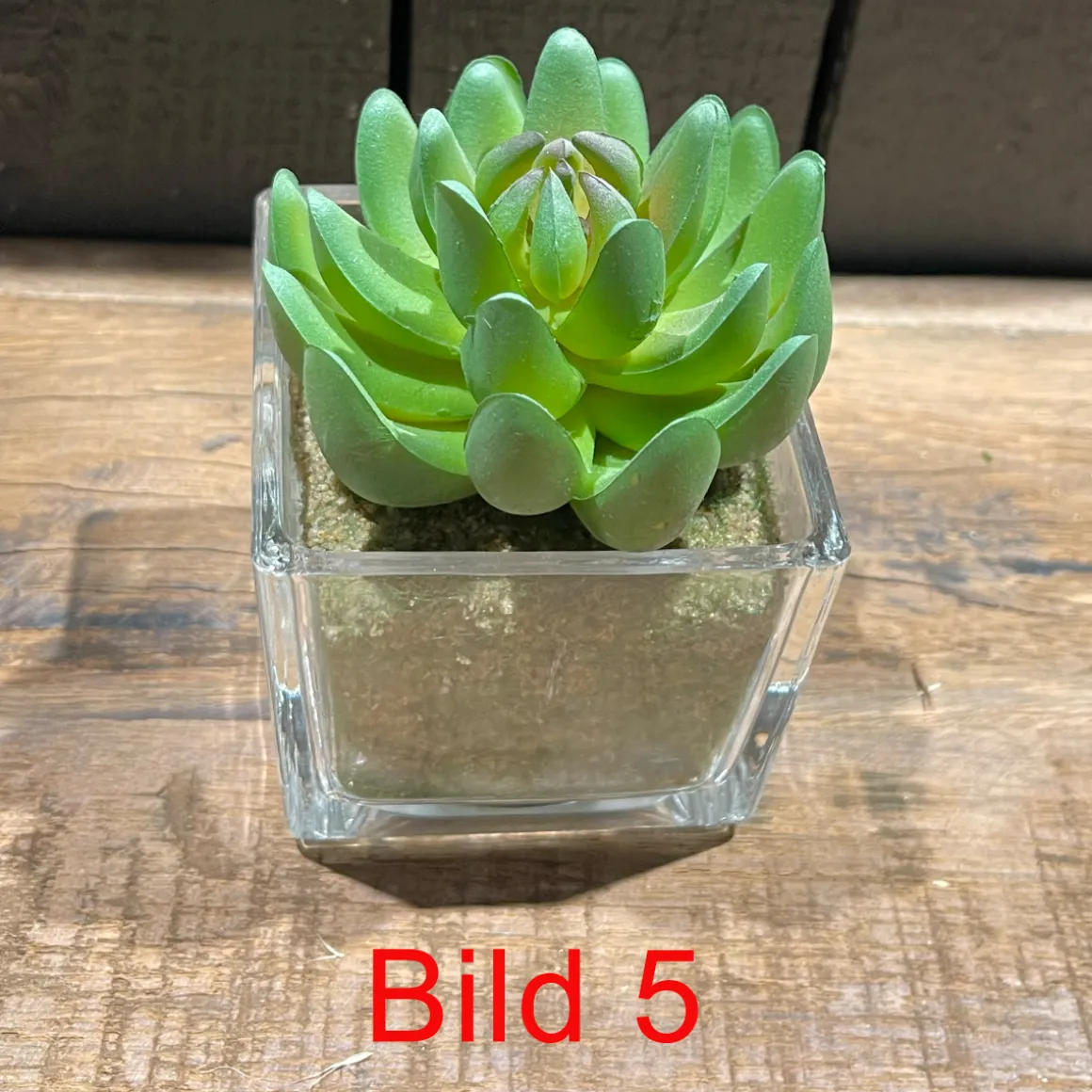 Deko Kunstpflanze Sukkulente im im Glas, Sukkulente wie echt, Sukkulente im Erdballen