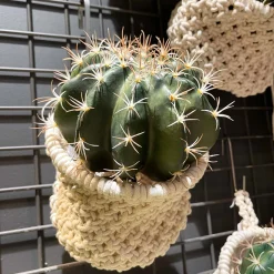 Kunstpflanze Kaktus, Kaktus Vertus, grün, 18cm, Pick