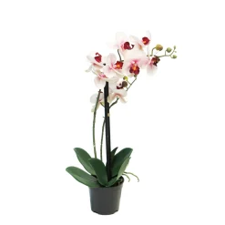 Kunstpflanze Orchidee im Topf, Schmetterlingsorchidee pink, Phalaenopsis Bora, 50cm, getopft