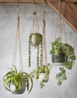 Kunstpflanze Perlenschnur, Erbsenpflanze grün, Senecio hängend, 71cm, Mica Decorations