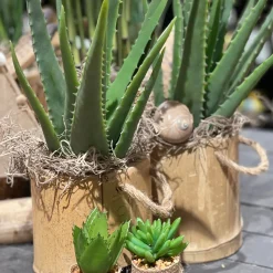 Natur Moos, Tillantia natur, 30g/Btl, DIJK Natural Collections