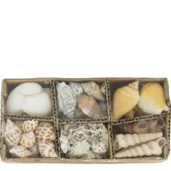 Natur Muscheln in der Box, verschiedene Muschelsorten in der 400gr Box, DIJK Natural Collections