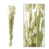Naturpflanze Trockenblume Glanzgras Phalaris natur, 76cm, DIJK Natural Collections