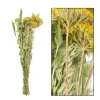 Naturpflanze Trockenblumen Scharfgarbe gemischt, gelb/grün, DIJK Natural Collections