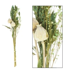 Naturpflanze Trockenblumen Mohnkapsel gemischt, creme/grün, in der Box, DIJK Natural Collections